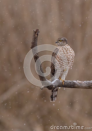 Eurasian Sparrowhawk - Sperber - Accipiter nisus Stock Photo