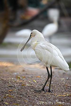 Eurasian Spoon Bill birds Stock Photo