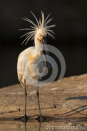 Eurasian Spoon-bill with crown Stock Photo