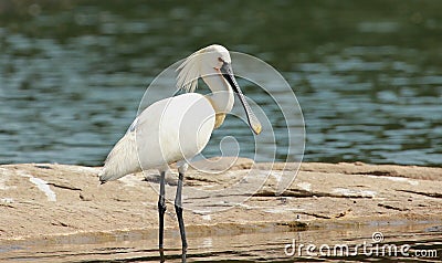 Eurasian Spoon Bill in Plumage, Platalea leucorodia, Ranganathittu Bird Sanctuary, Karnataka, India Stock Photo