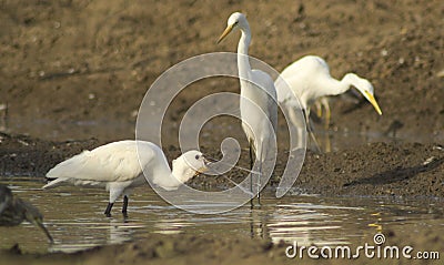 Eurasian Spoonbill/ Common Spoonbill Stock Photo