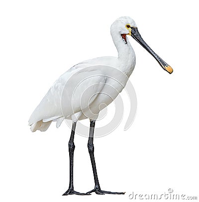 Eurasian spoonbill isolated on white background full length Stock Photo