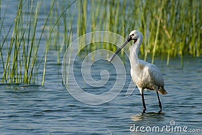 Eurasian Spoonbill (Platalea leucorodia) Stock Photo