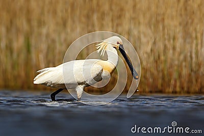 Eurasian Spoonbill, Platalea leucorodia, in the water, detail portrait of bird with long flat bill, Camargue, France Stock Photo