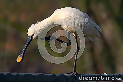 Eurasian Spoonbill, Platalea leucorodia, in the water, detail portrait of bird with long flat bill, Camargue, France. White water Stock Photo
