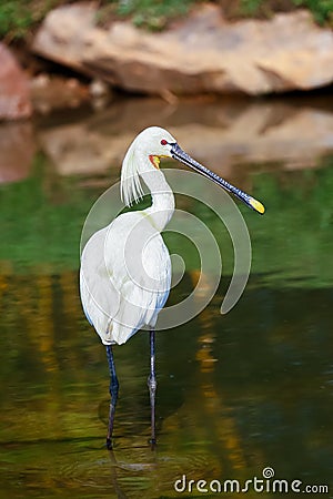 Eurasian Spoonbill Stock Photo