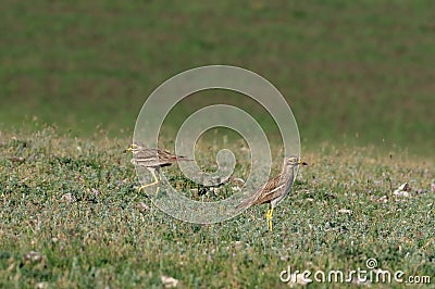 Stone curlew, pair. Stock Photo