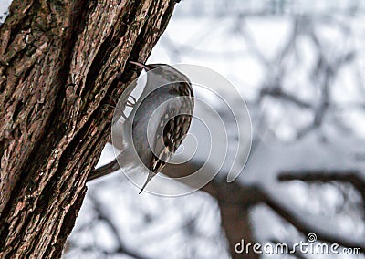 The Eurasian tree creeper common treecreeper climbing up the tree in winter park. Stock Photo