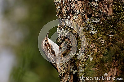 Eurasian Tree Creeper. Stock Photo