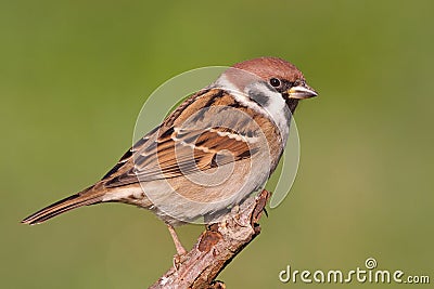 Eurasian Tree Sparrow Stock Photo