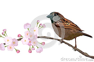 Eurasian tree sparrow bird sitting on the blossom branch in spring Vector Illustration