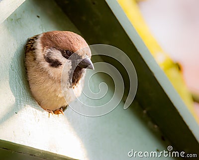 Eurasian Tree Sparrow in a Birdhouse Stock Photo