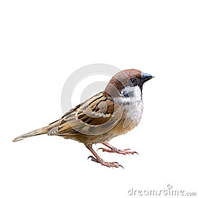 Eurasian Tree Sparrow or Passer montanus. Stock Photo