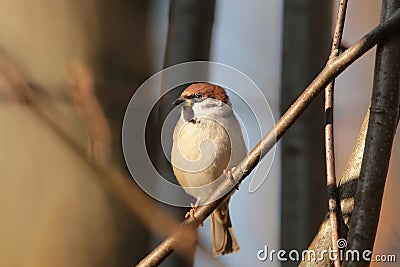 Eurasian Tree Sparrow - Passer montanus in the forest Stock Photo