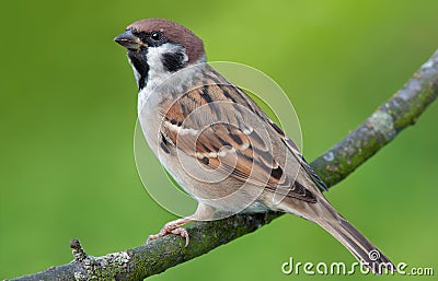 Eurasian tree sparrow perched on green background Stock Photo