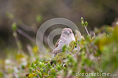 Eurasian tree sparrow singing in a hedge or tree as garden bird in a park habitat as waiting house sparrow in spring for mating Stock Photo