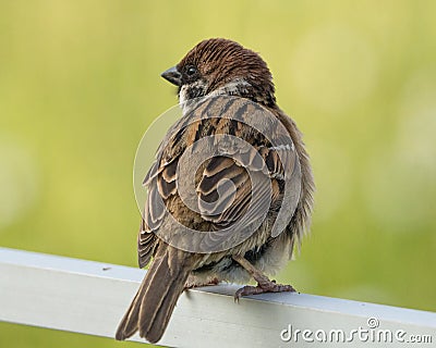 Eurasian Tree Sparrow standing on the fence Stock Photo