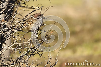 Eurasian Tree Sparrow Stock Photo