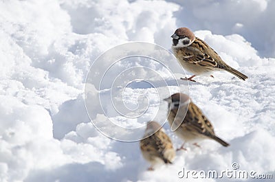 Eurasian tree sparrows on the frozen ground Stock Photo