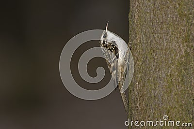 Eurasian treecreeper (Certhia familiaris) Stock Photo