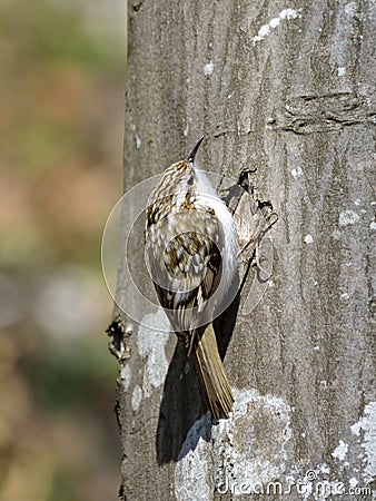 Eurasian Treecreeper (Certhia familiaris) Stock Photo