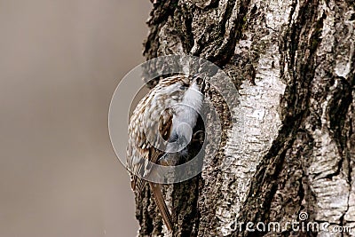 Eurasian treecreeper certhia familiaris Stock Photo