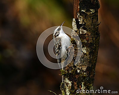 Eurasian treecreeper Certhia familiaris grappling Stock Photo