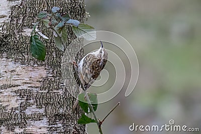 Eurasian Treecreeper (Certhia familiaris) Stock Photo