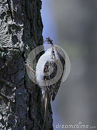 Eurasian treecreeper Certhia familiaris Stock Photo