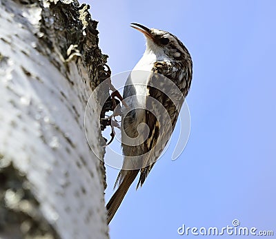 Eurasian treecreeper or common treecreeper Certhia familiaris Stock Photo