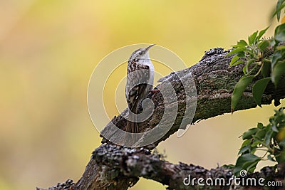 Eurasian treecreeper or common treecreeper (Certhia familiaris) Germany Stock Photo