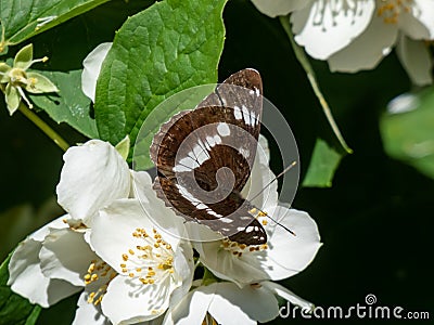 The (Eurasian) white admiral (Limenitis camilla) with dark wings and white bands on a flowering shrub Stock Photo