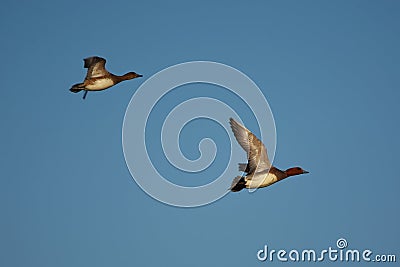 Eurasian wigeon or Eurasian widgeon (Anas penelope) male and female flying Stock Photo