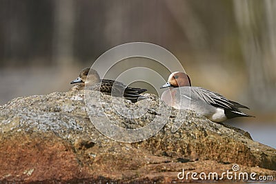 Eurasian wigeon or Eurasian widgeon (Anas penelope) male and female resting on a rock. Stock Photo