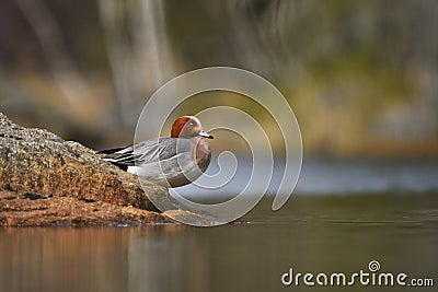 Eurasian wigeon or Eurasian widgeon (Anas penelope) male resting on a rock. Stock Photo