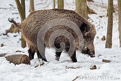 Eurasian Wild Boar - Sus scrofa on the white snow in winter, Europe Stock Photo