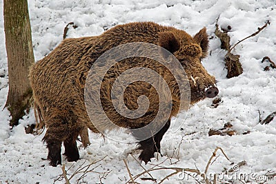 Eurasian Wild Boar - Sus scrofa on the white snow in winter, Europe Stock Photo