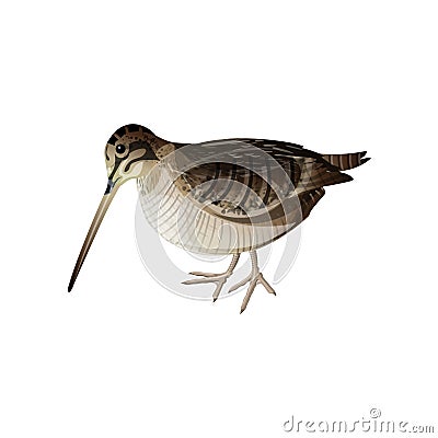 Eurasian woodcock vector Vector Illustration