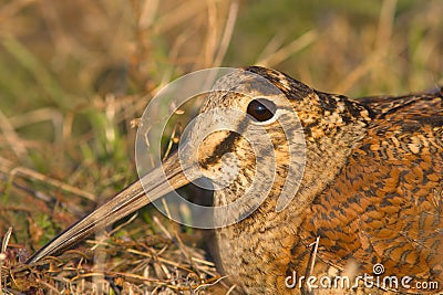 Eurasian Woodcock close-up Scolopax rusticola Stock Photo