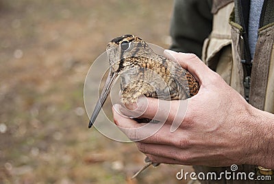 Eurasian woodcock, Scolopax rusticola, in the hands Stock Photo