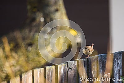 The Eurasian wren bird Troglodytes troglodytes on wooden fence in garden. Stock Photo