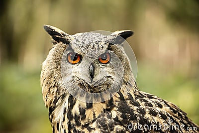 Eurasion Eagle Owl, in captivity Stock Photo