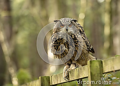 Eurasion Eagle Owl,sitting on a fence in the forest Stock Photo