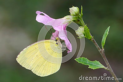 Eurema hecabe sits on a flower sucking honey Stock Photo