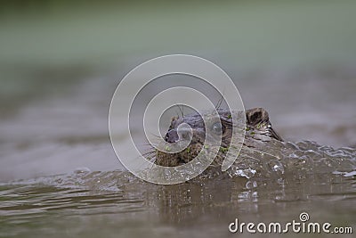 Euroasian otter close up portrait Stock Photo