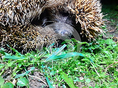 Europe adult hedgehog Stock Photo