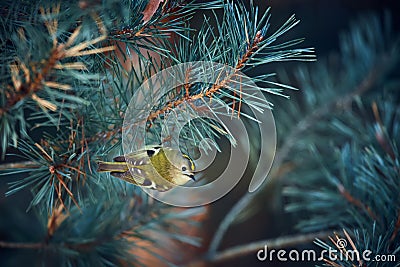 Europe`s smallest bird goldcrest Regulus regulus on the branch of Scots pine Pinus sylvestris. A 5 gram-weighing bird that is Stock Photo