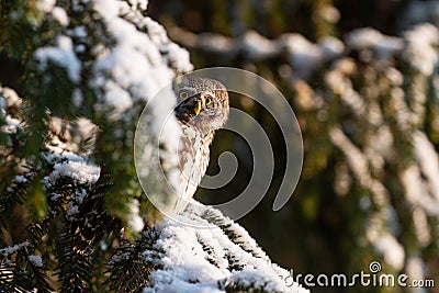 Europe smallest owl Eurasian Pygmy Owl, Glaucidium passerinum, sitting on a frosty branch Stock Photo