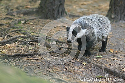 European badger Stock Photo