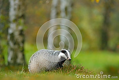 European badger, autumn larch green forest. Mammal environment, rainy day. Badger in forest, animal nature habitat, Germany, Europ Stock Photo